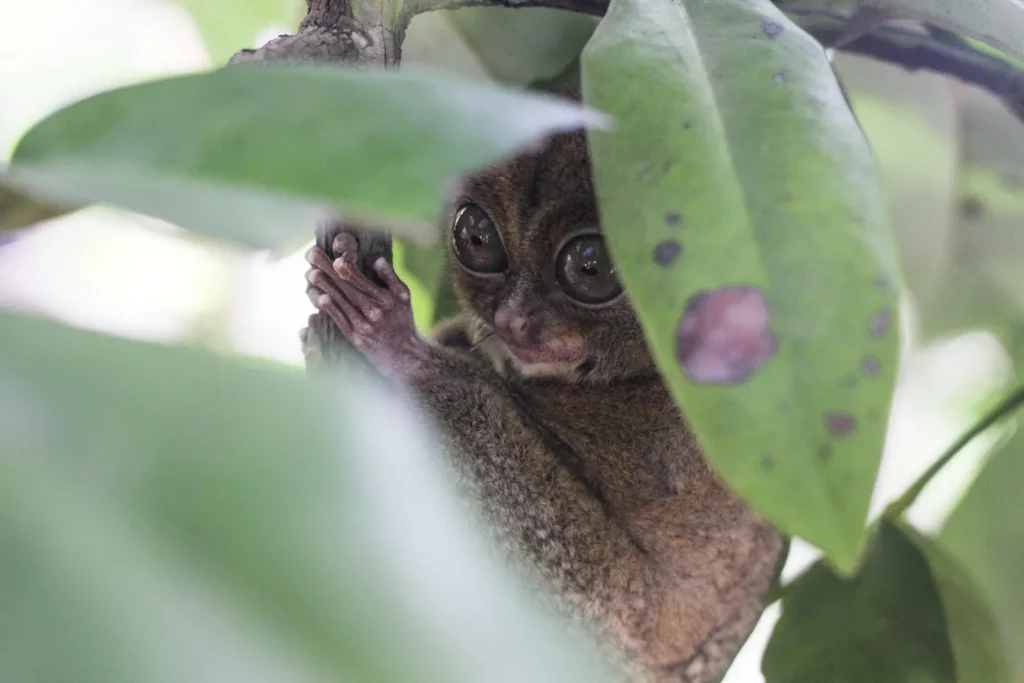 Tarsius Watching Peramun Hill Belitung