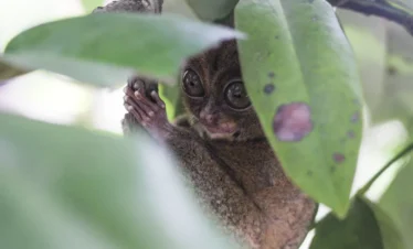 Tarsius Watching Peramun Hill Belitung