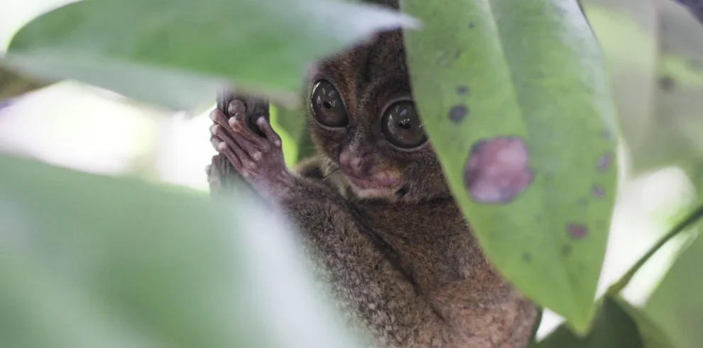 Tarsius Watching Peramun Hill Belitung