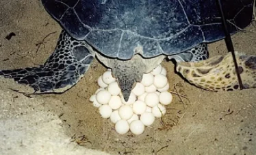 Paket Wisata Belitung Timur Turtle Watching di Habitat Alami